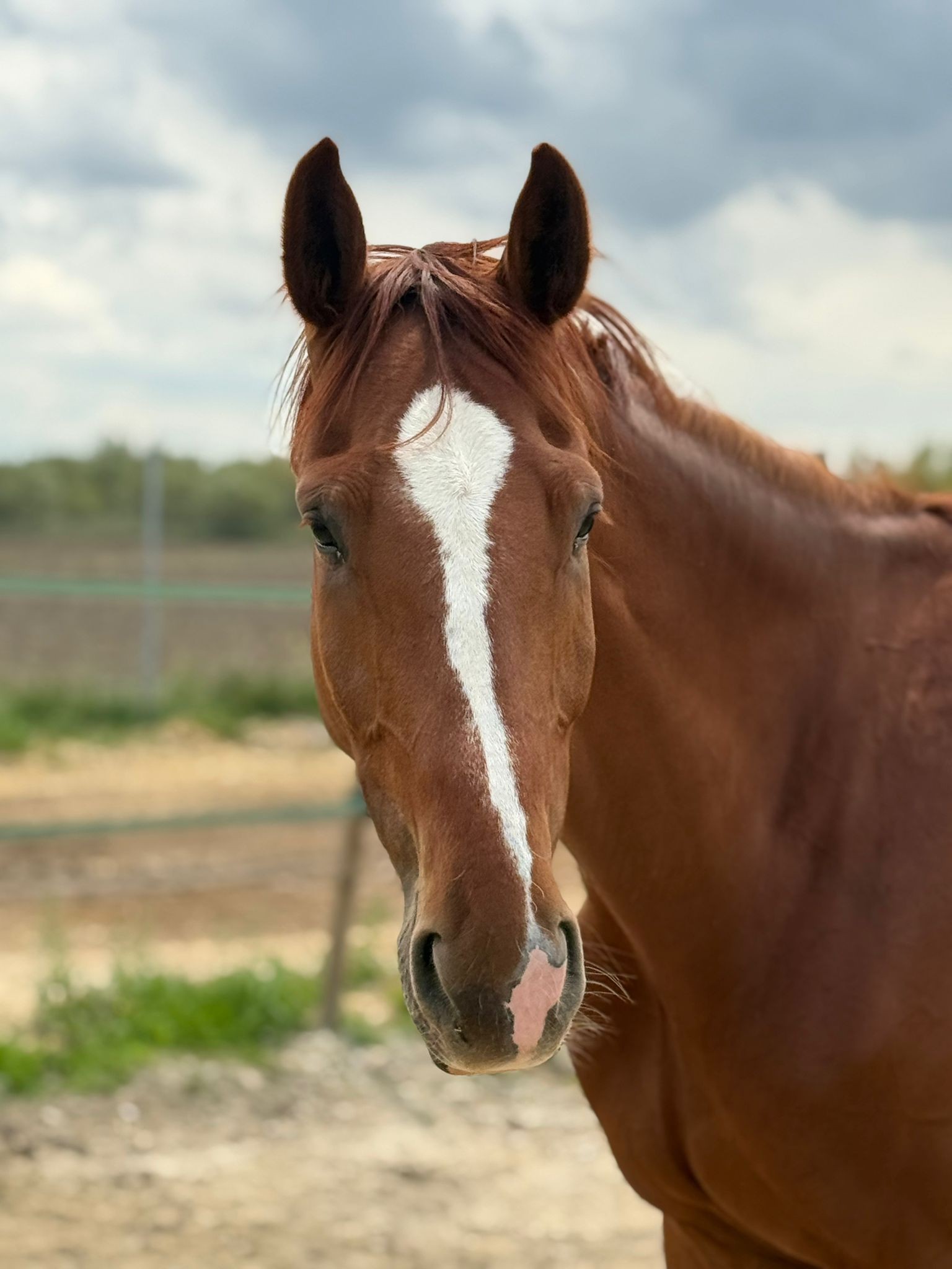 horse